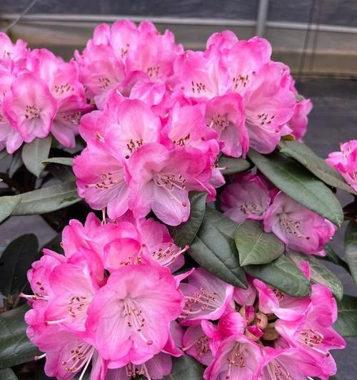 杜鹃花有多少品种？杜鹃花的种植和养护要点是什么？
