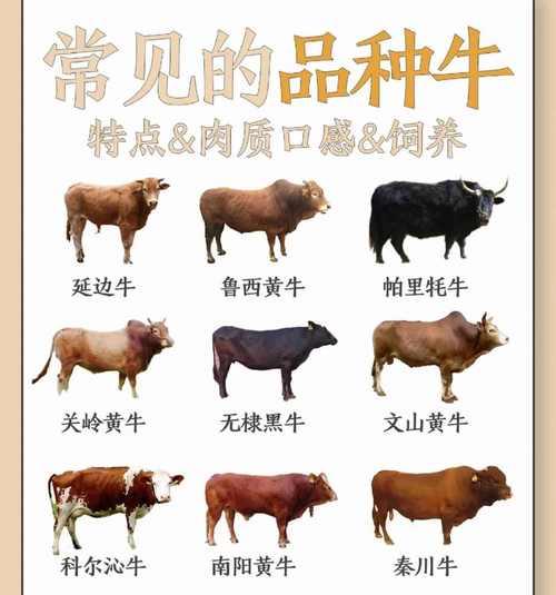 矮牛有哪些品种？不同品种的矮牛有何特点？