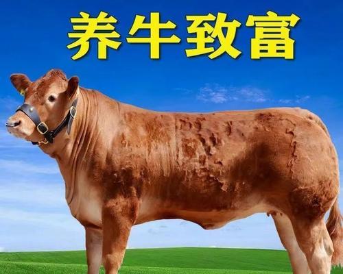 矮牛有哪些品种？不同品种的矮牛有何特点？