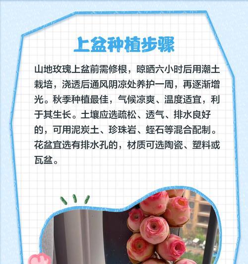 山地玫瑰发根的技巧有哪些？发根后如何促进生长？