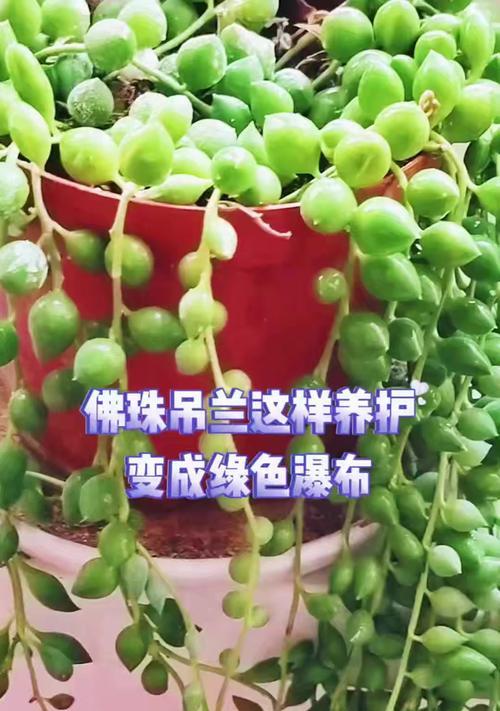 佛珠草的养殖技巧是什么？怎样才能养出爆盆效果？