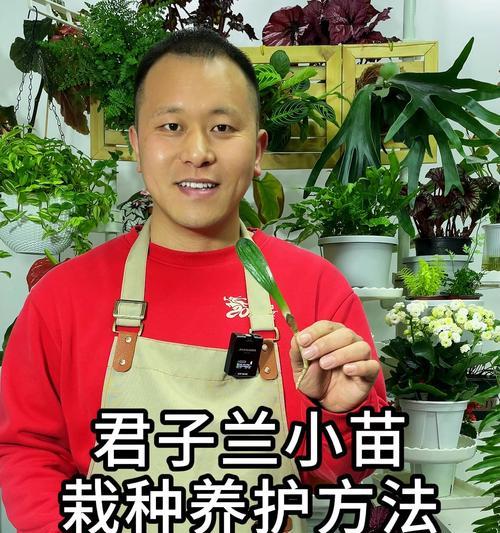 君子兰的养殖技巧有哪些？
