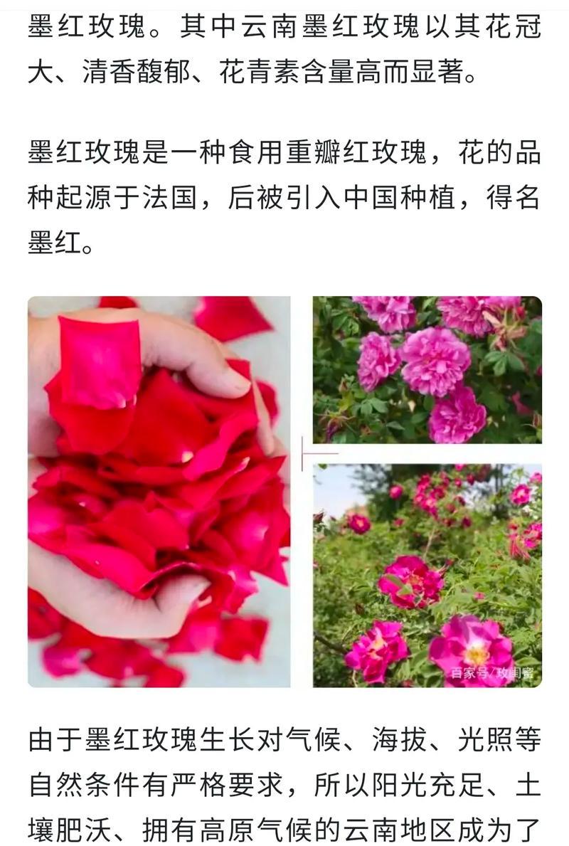 玫瑰花种子什么时候种？玫瑰花的播种时间和种植要点是什么？