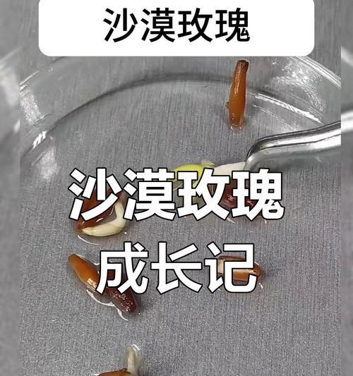 玫瑰花种子什么时候种？玫瑰花的播种时间和种植要点是什么？