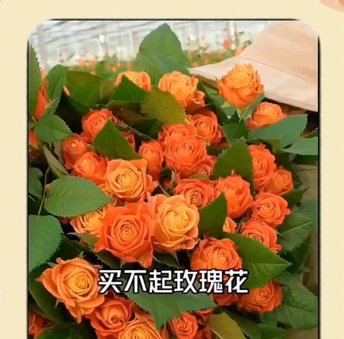 玫瑰花种子什么时候种？玫瑰花的播种时间和种植要点是什么？