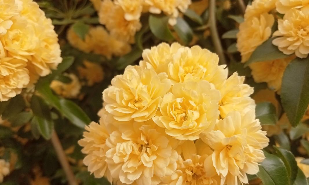 蔷薇科植物有哪些属？如何识别和养护蔷薇科植物？