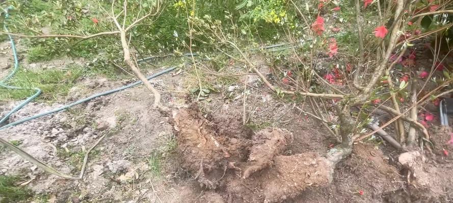 树桩种植的正确方法是什么？
