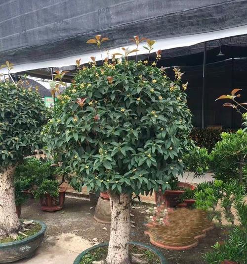 树桩种植的正确方法是什么？
