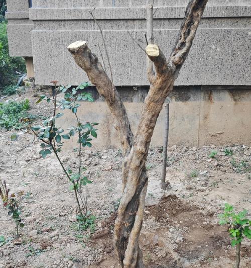 树桩种植的正确方法是什么？
