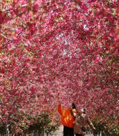 沭阳地区有哪些特色的花卉品种？