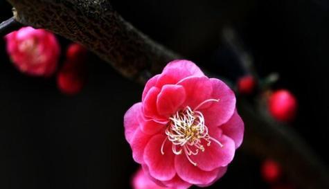 梅花的最佳种植时间是什么时候？种植技巧有哪些？
