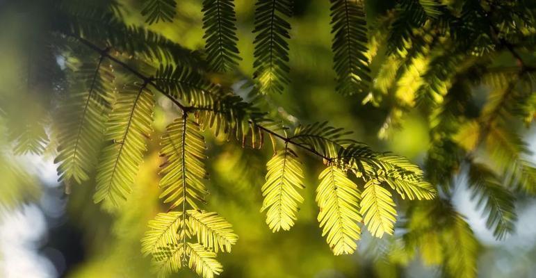 彩虹植物养护方法是什么？如何保持其色彩斑斓？