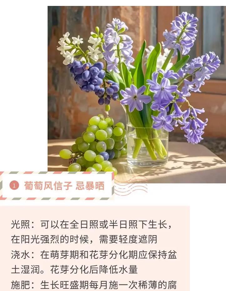 冬季的花卉有哪些？冬季室内养花的建议是什么？