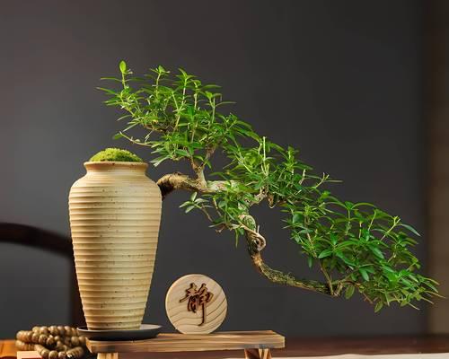 树桩盆景制作需要注意什么？如何成功制作树桩盆景？
