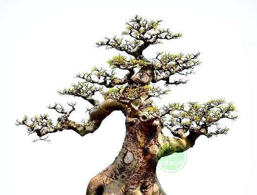 树桩盆景制作需要注意什么？如何成功制作树桩盆景？