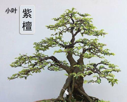 树桩盆景制作需要注意什么？如何成功制作树桩盆景？