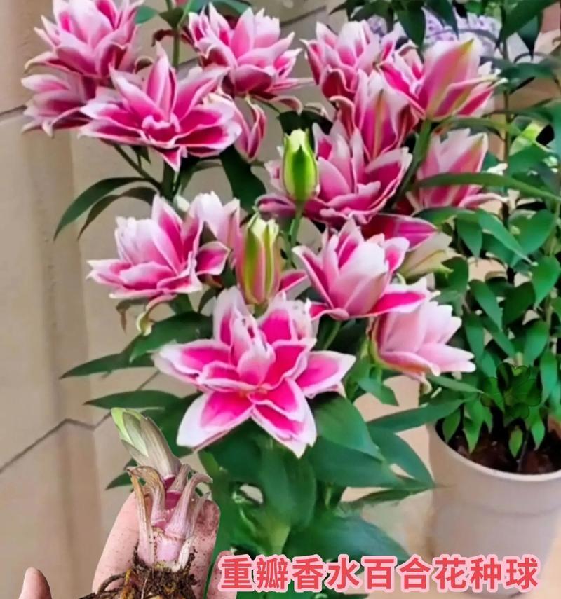 百合花种子保存和留种技巧有哪些？