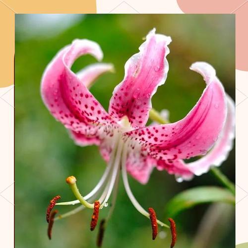 百合花种子保存和留种技巧有哪些？