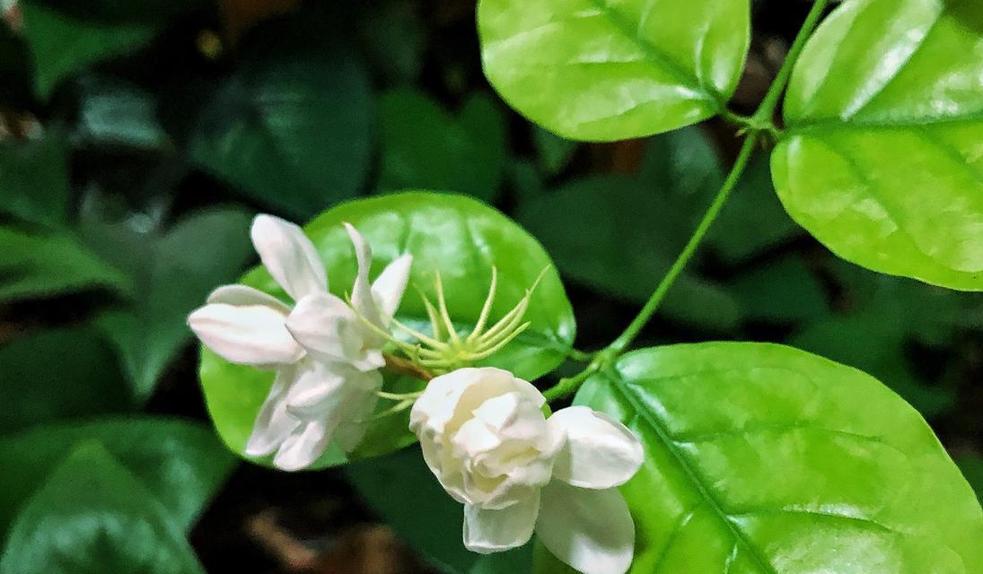 茉莉花的特征是什么？如何辨认？