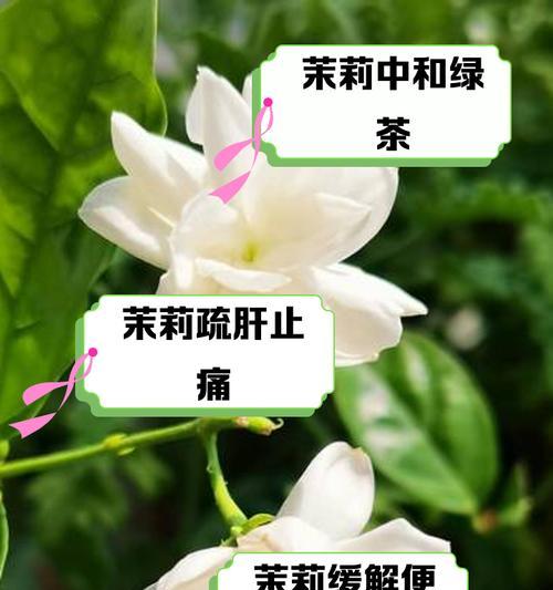 茉莉花的特征是什么？如何辨认？