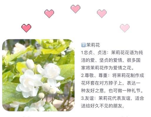 茉莉花的特征是什么？如何辨认？