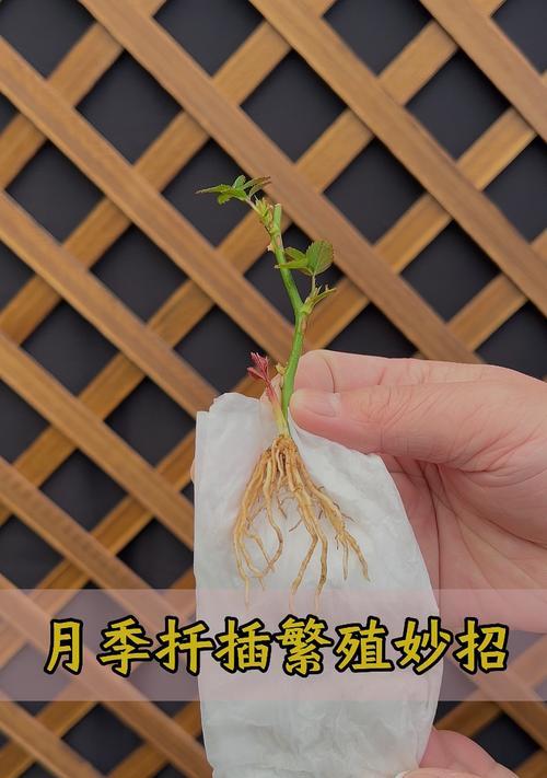 月季繁殖有哪些简单有效的方法？