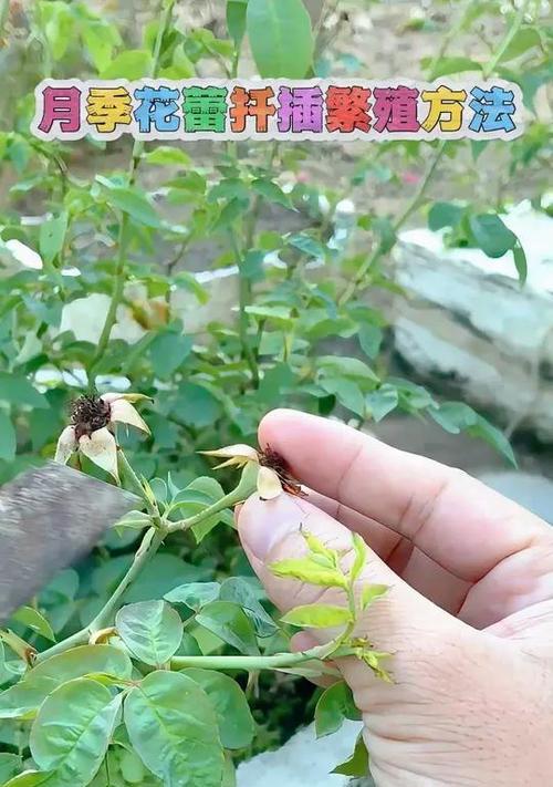 月季繁殖有哪些简单有效的方法？