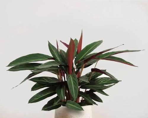 养植物时常见的问题有哪些？