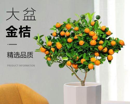 四季桔的养殖技巧和注意事项是什么？