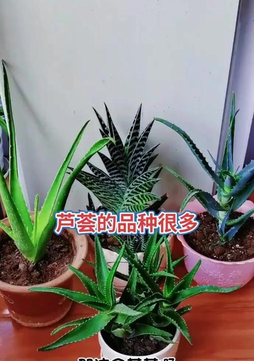 芦荟的养殖方法和注意事项是什么？