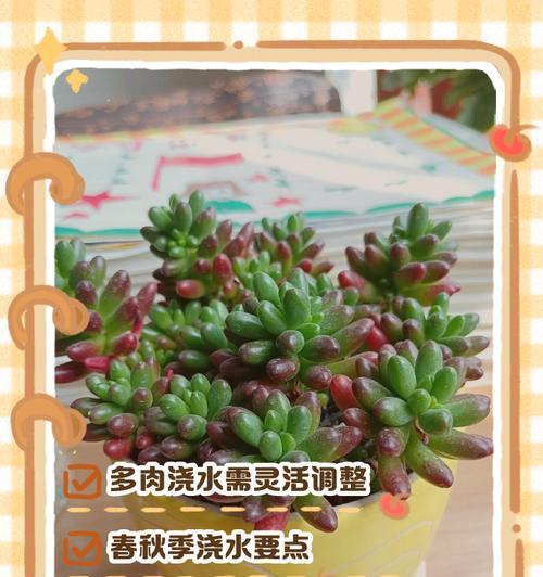 植物浇水的正确方法和注意事项是什么？