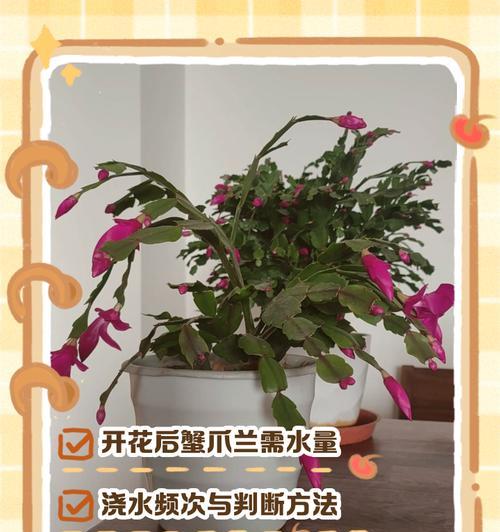植物浇水的正确方法和注意事项是什么？