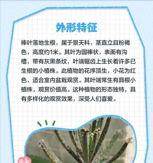 落地生根植物施肥推荐是什么？
