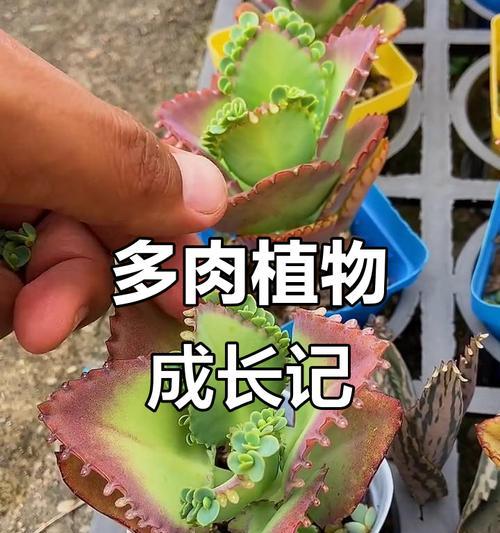 落地生根植物施肥推荐是什么？