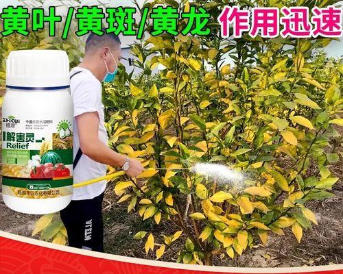 植物黄化病出现时应如何处理？