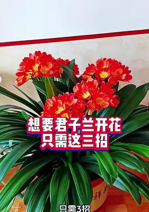 君子兰分株切割的最佳时机和方法是什么？