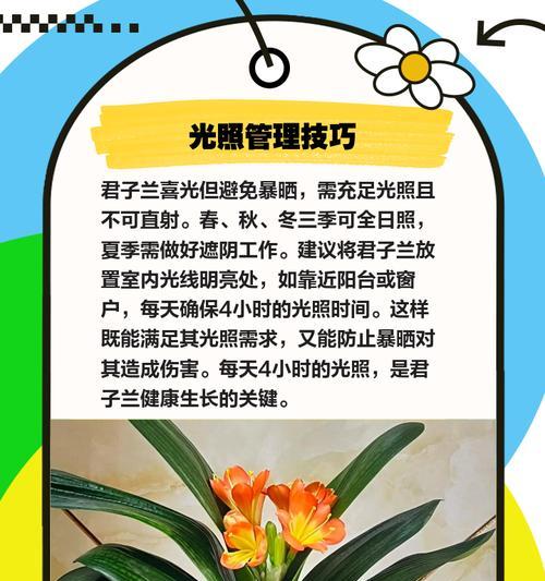 君子兰分株切割的最佳时机和方法是什么？