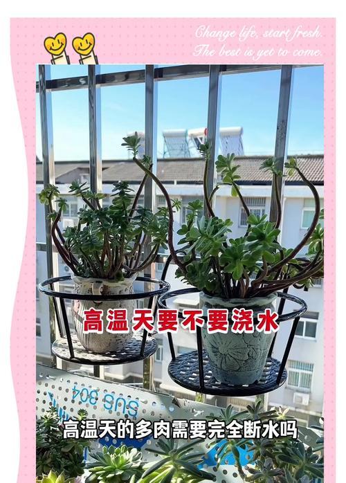 铁线莲浇水频率是多少？如何正确浇水以避免根腐？