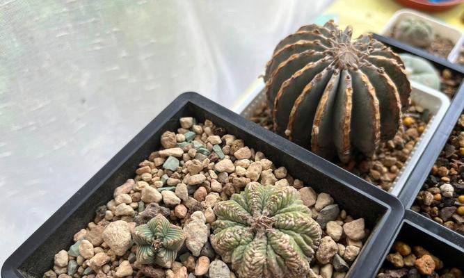 花笼植物的养护技巧有哪些？如何避免花笼植物的常见问题？