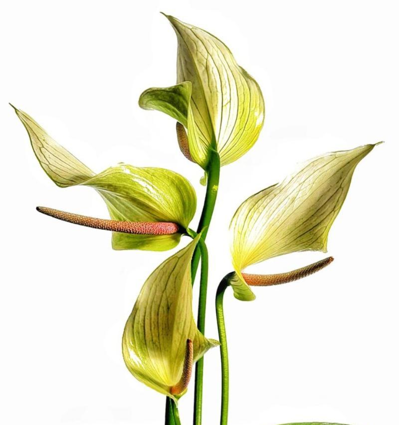 花掌的特征是什么？