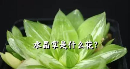 花掌的特征是什么？