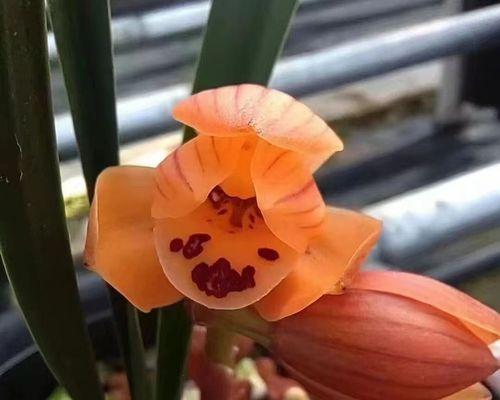 春兰适合用哪种花盆种植？