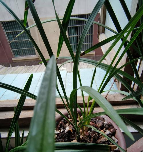 春兰适合用哪种花盆种植？
