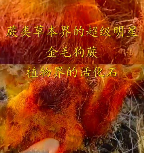 金毛狗蕨的养护技巧是什么？