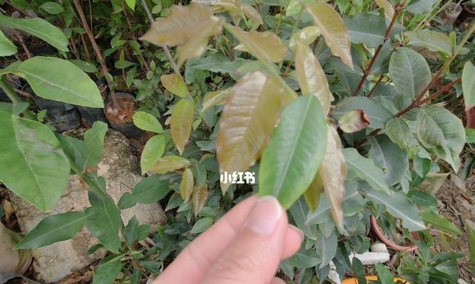 嘉宝果叶子有哪些功效？嘉宝果叶子的用途是什么？