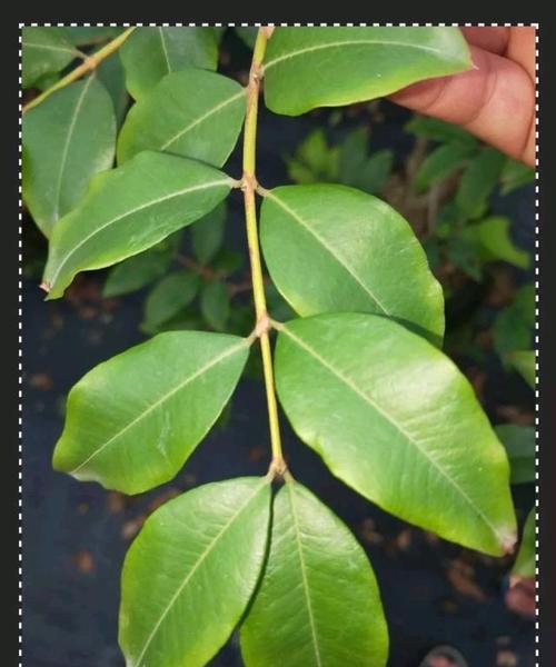 嘉宝果叶子有哪些功效？嘉宝果叶子的用途是什么？