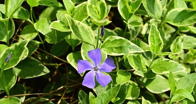 蔓长春花的养殖方法是什么？