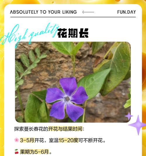 蔓长春花的养殖方法是什么？