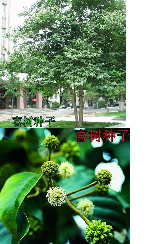 旱莲种植方法是什么？