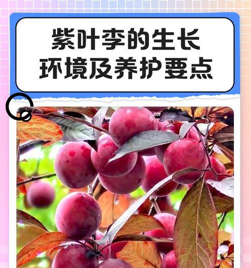 红叶李的最佳修剪时间是什么时候？修剪方法有哪些？